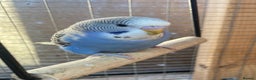 Budgerigars birds for sale: Baby budgies aviary bred  - Advert 2