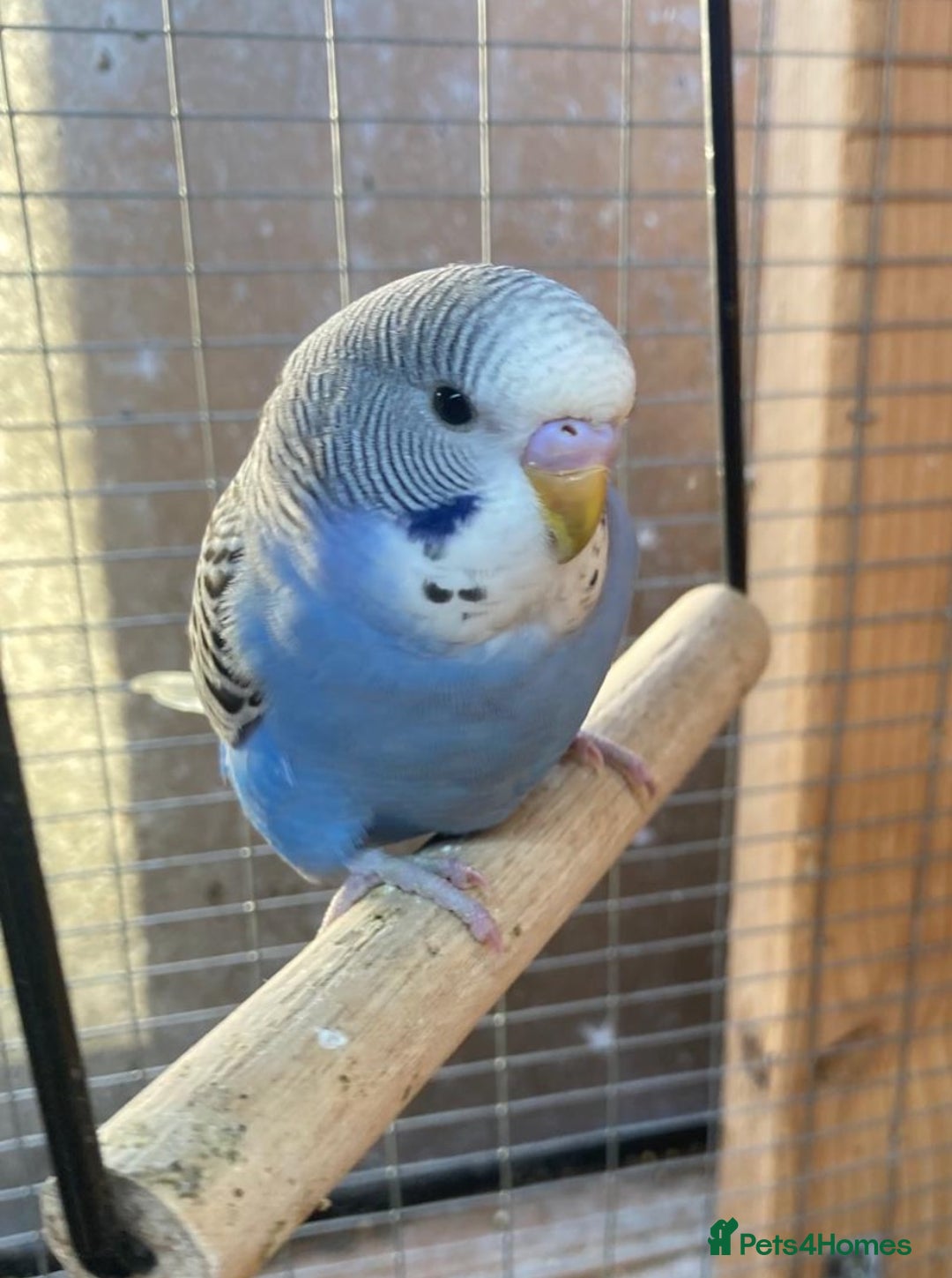Budgerigars birds for sale: Baby budgies aviary bred  - Advert 2