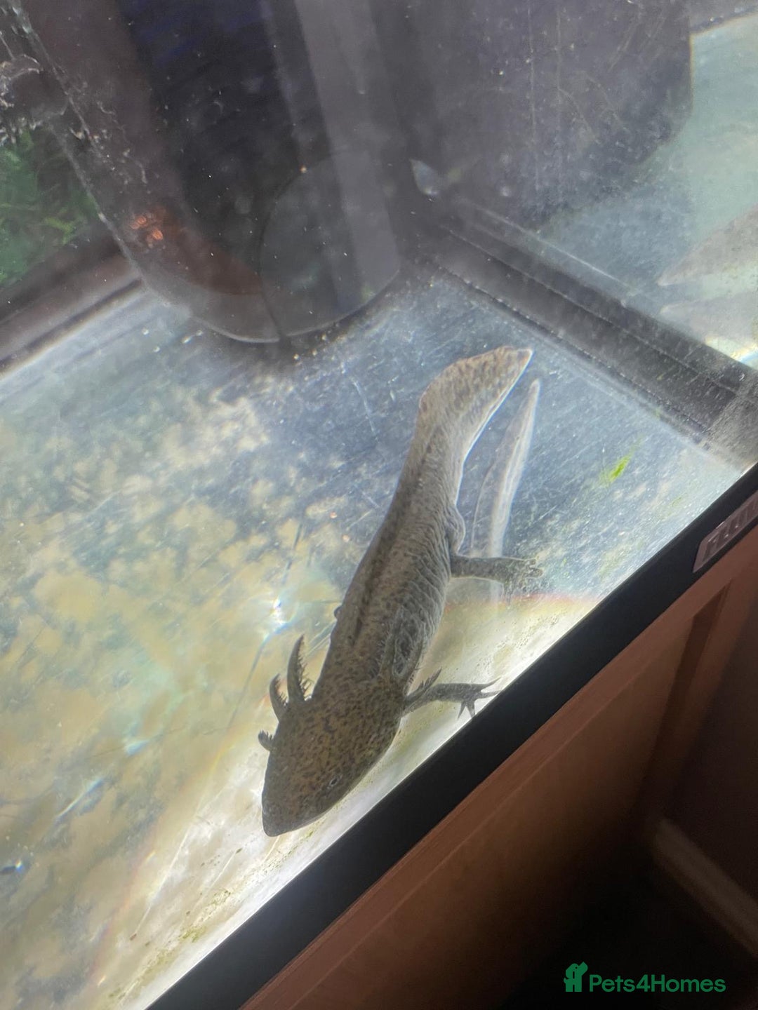 Other/Mixed Breed fish for sale: Axolotl  - Advert 7