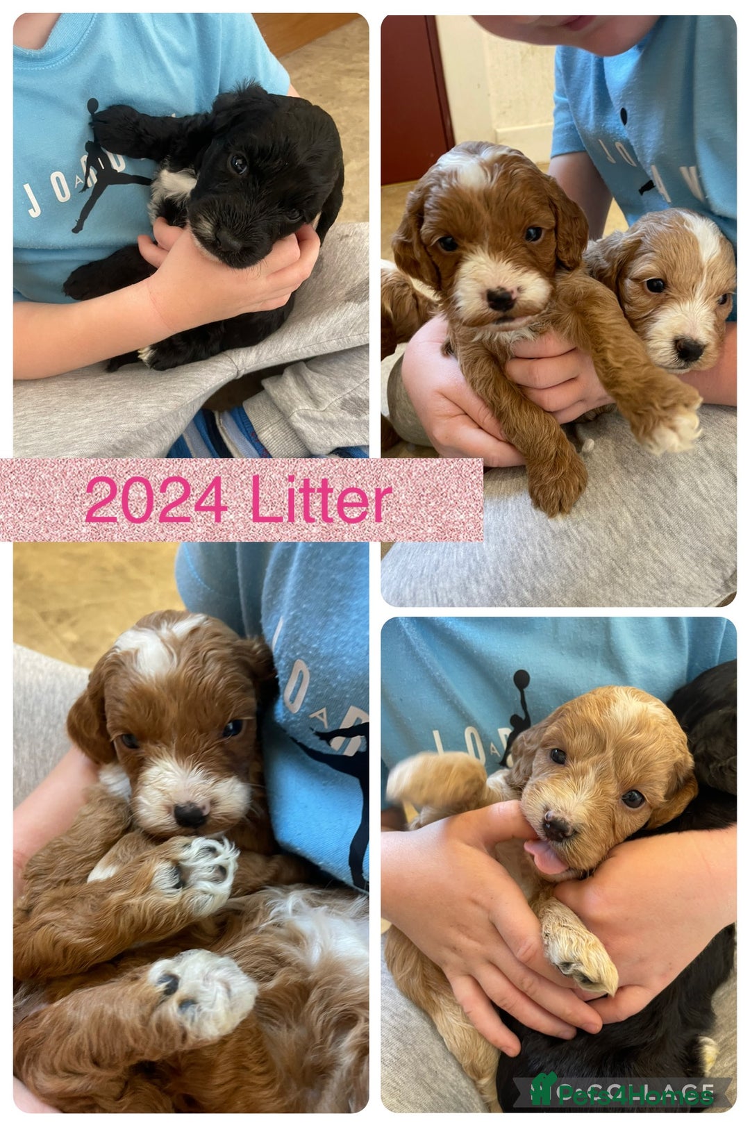 Cockapoo dogs for sale: 🌸Extensively health tested F1 Cockapoo’s🌸 - Image 6