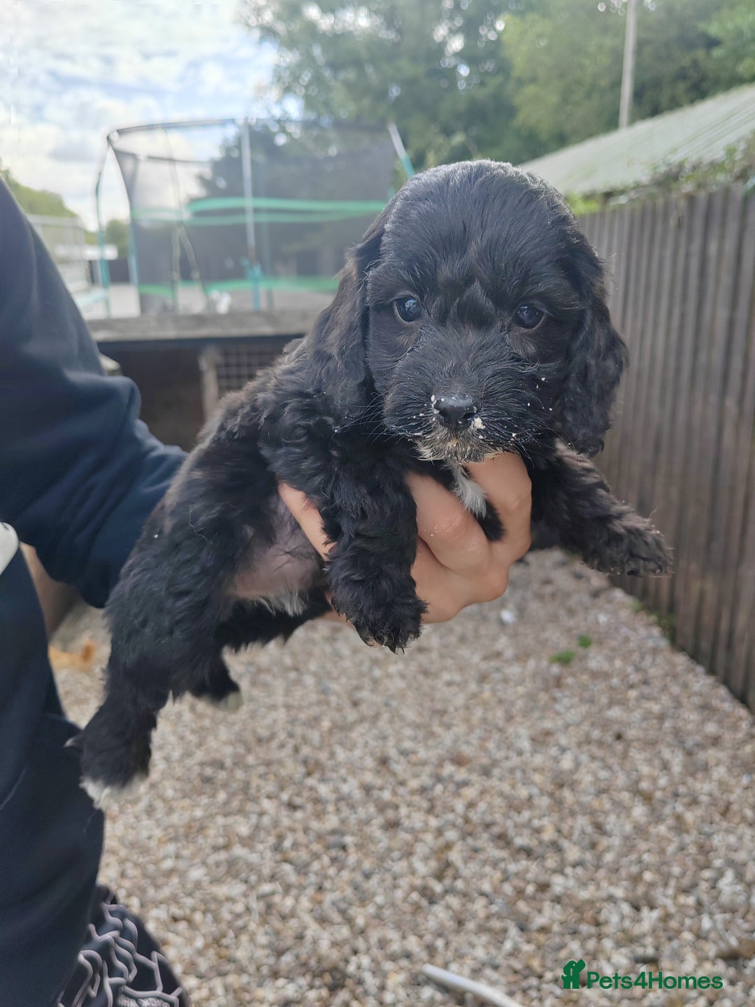 Cockapoo dogs for sale: Cookerpoo - Image 2