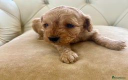 Cockapoo dogs for sale: 4⭐️Licensed Breeder Cockapoo Puppies - Image 9