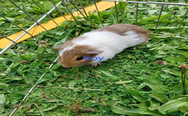 Guinea Pig rodents - Advert 2