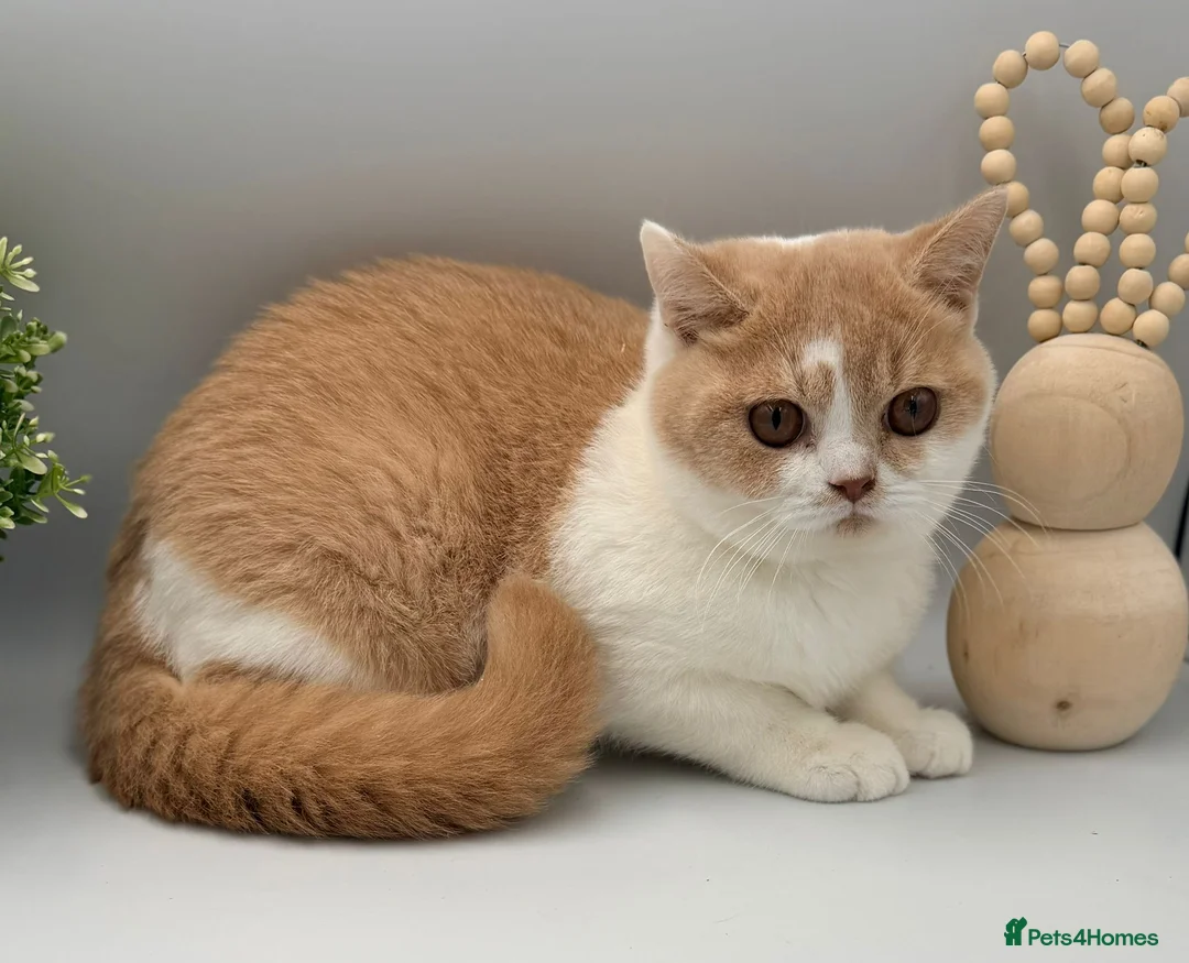 British Shorthair cats for sale: Just 1 girl left - READY NOW - Full Pedigree BSH - Advert 2