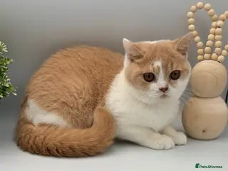 British Shorthair cats 2 lovely boys - READY NOW - Full Pedigree BSH - Advert 2