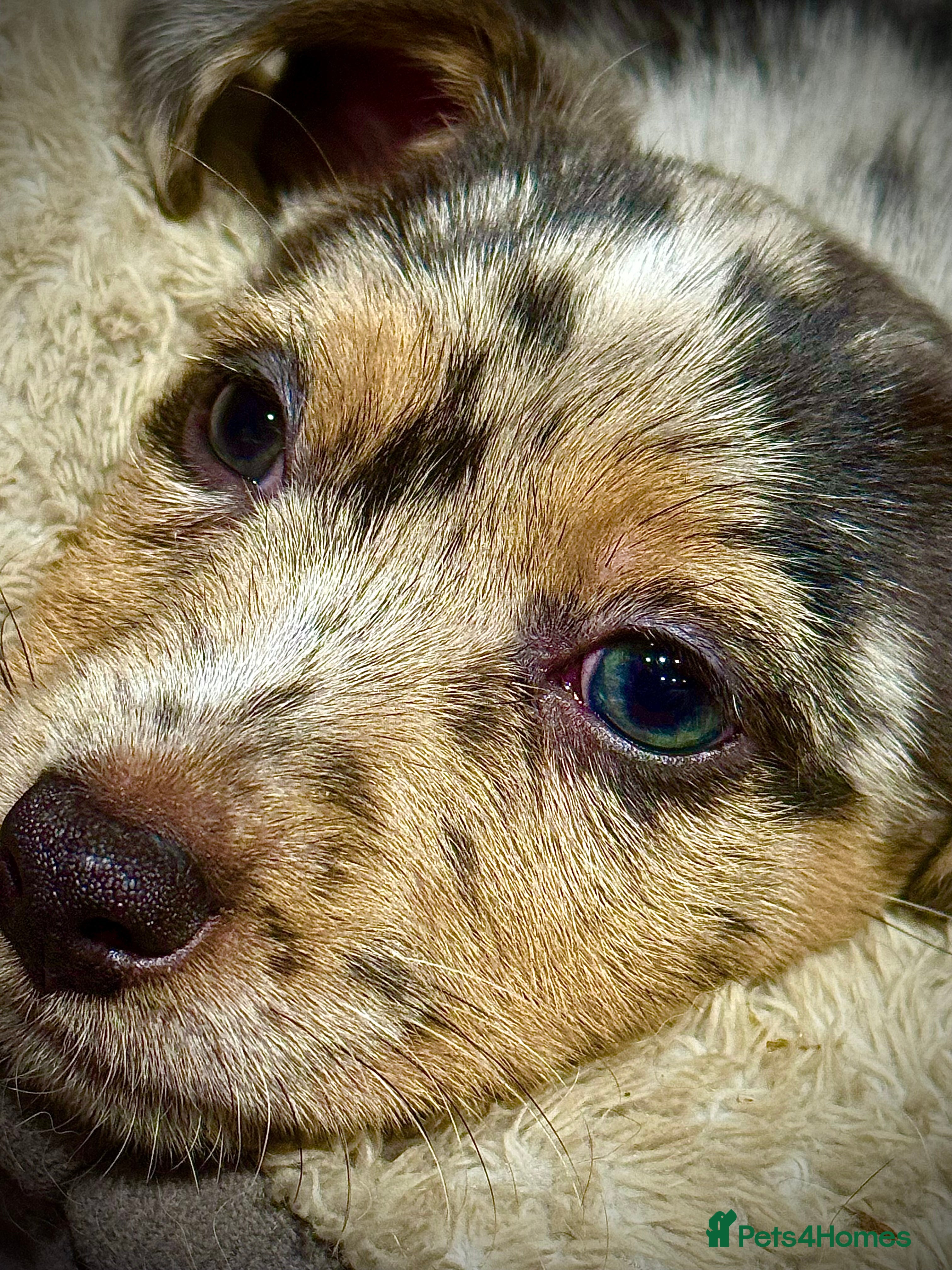 Jack Russell dogs Wonderful Jack Russells - Advert 2