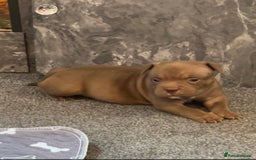 American Bully dogs for sale: Stunning pocket bullie’s  - Image 20