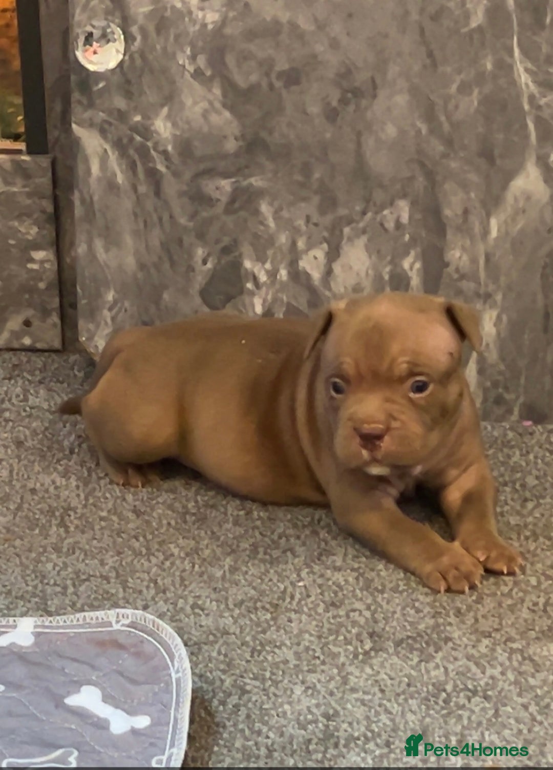 American Bully dogs for sale: Stunning pocket bullie’s  - Image 20