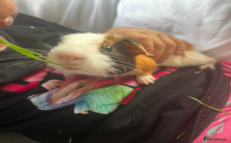Guinea Pig rodents - Advert 12