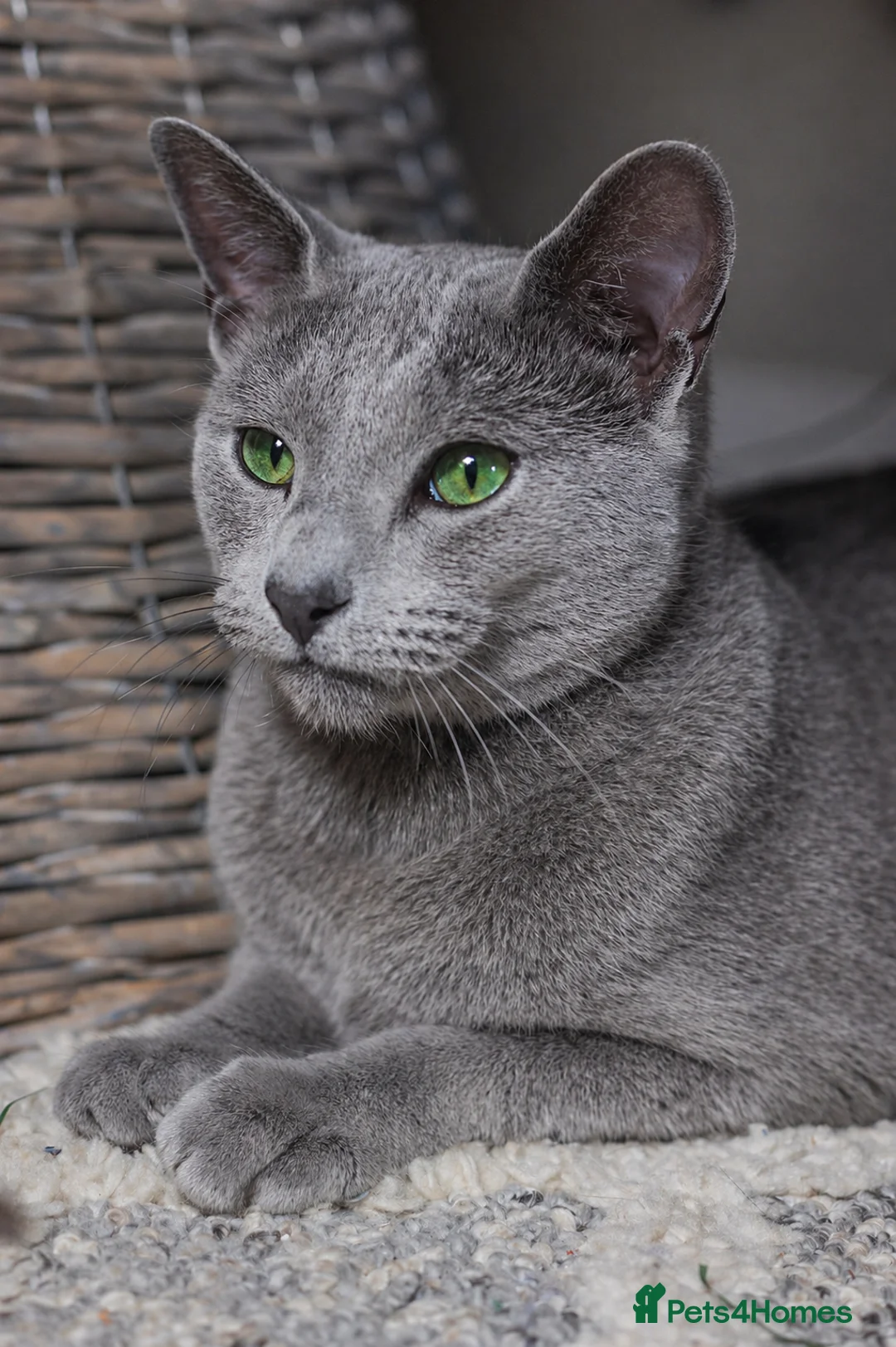 Russian Blue cats for stud: TICA Russian Blue Stud – Genetically Tested - Advert 3