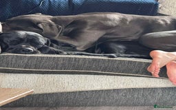 Cane Corso dogs for sale: Beautiful cane corso puppies  - Image 35