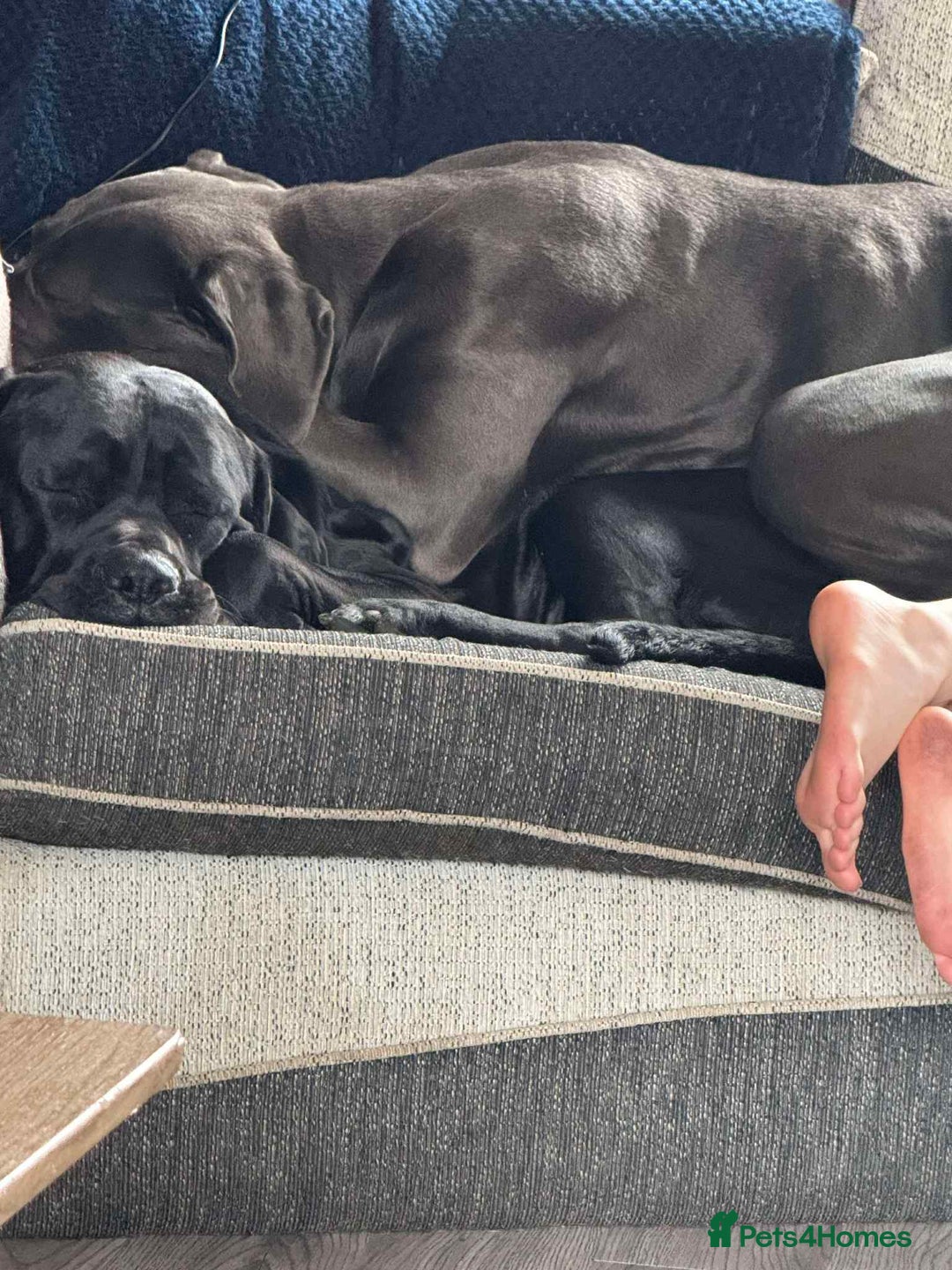 Cane Corso dogs for sale: Beautiful cane corso puppies  - Image 35