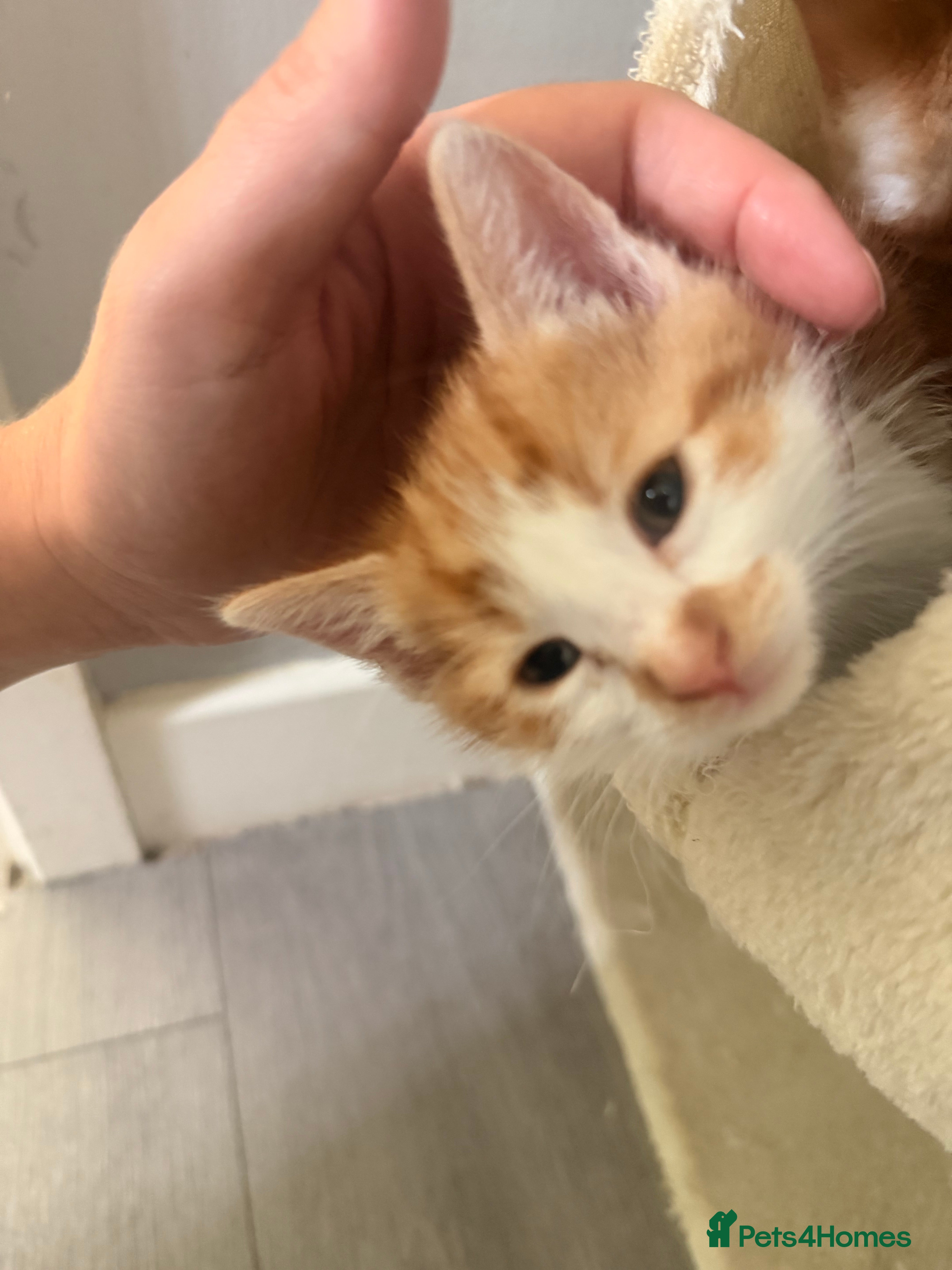 Mixed Breed cats 4 kittens for sale  - Advert 1