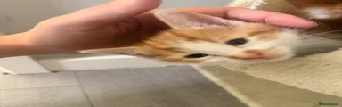 Ginger boy 1 