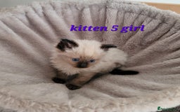 Ragdoll cats for sale: 5 Ragdoll kittens for sale Ready soon - Image 4