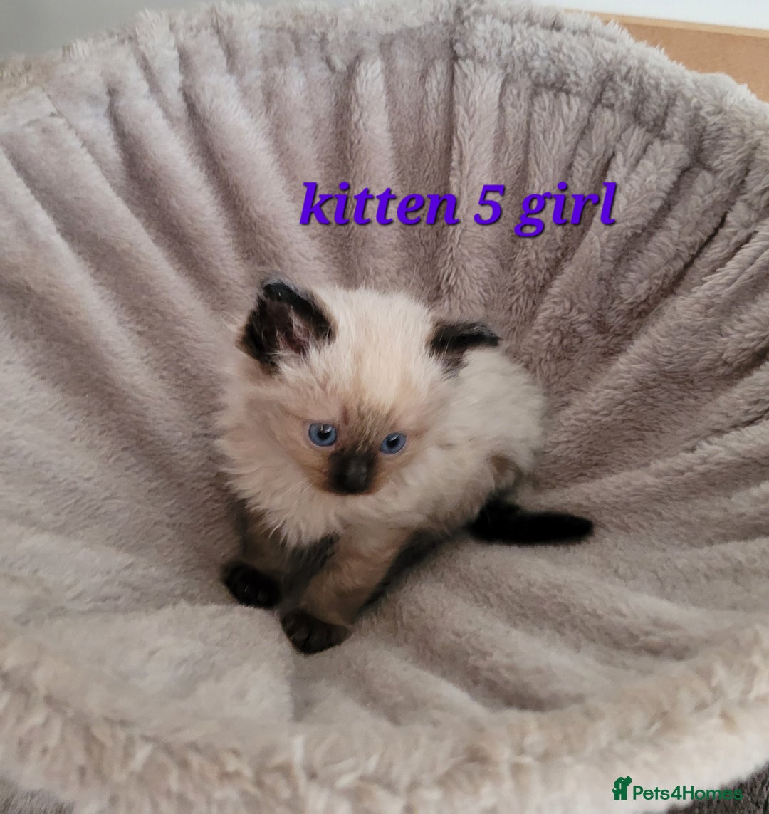 Ragdoll cats for sale: 5 Ragdoll kittens for sale Ready soon - Image 4