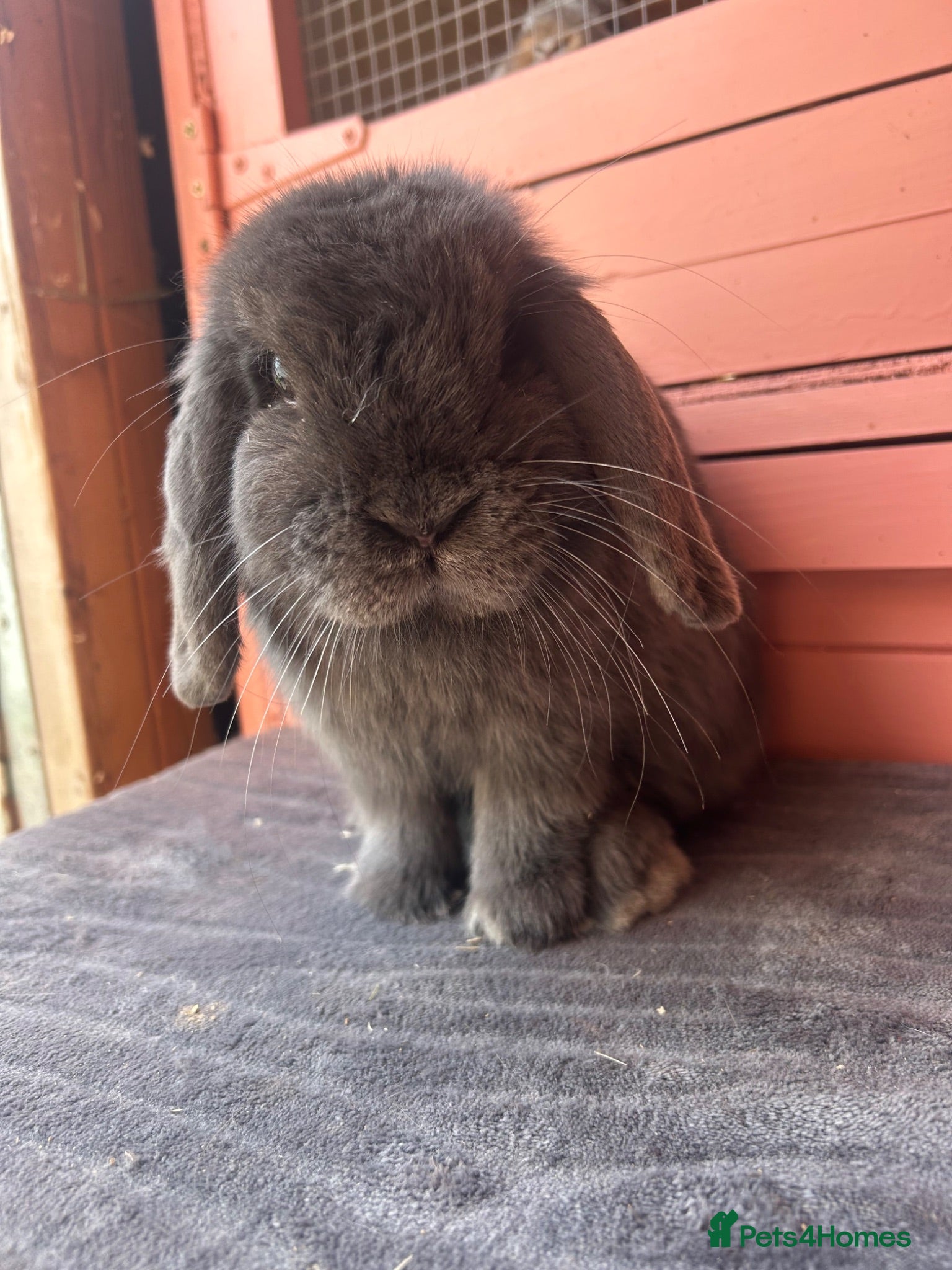 Mini Lop rabbits Vaccinated mini lops and lionlops  - Advert 4