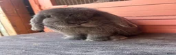 Mini Lop rabbits for sale: Vaccinated mini lops and lionlops  - Advert 1