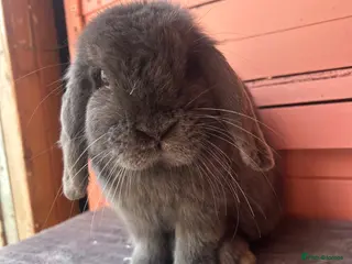 Mini Lop rabbits mini lop adult buck - Advert 1