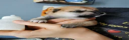 Japanese Shiba Inu dogs for sale: 5 Beautiful Shiba puppies looking for their home - Advert 9