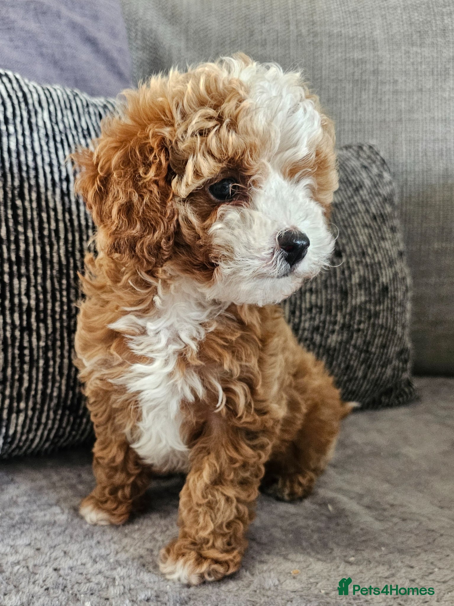 Cavapoo dogs for sale: 🧡 Cavapoo Boy! 🧡 - Advert 1