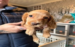 Cocker Spaniel dogs for sale: REDUCED & READY NOW 2 girl COCKERS - Advert 27