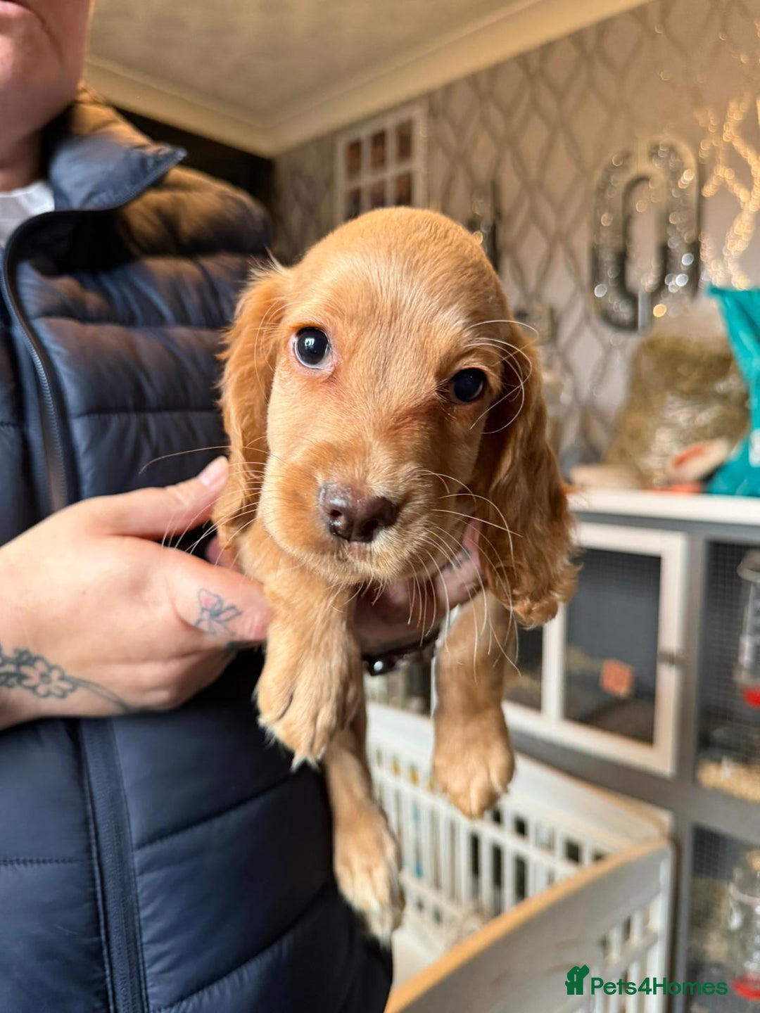 Cocker Spaniel dogs for sale: REDUCED & READY NOW 2 girl COCKERS - Advert 27