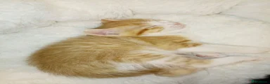 Mixed Breed 2