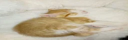 Mixed Breed cats for sale: Kittens for sale  in Airdrie - Advert 16