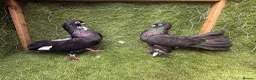Pigeons birds for sale: Top Quality Strong Breeding Pair – Vaccinated - Advert 31
