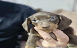 Dachshund dogs for sale: Miniature dachshund puppies for sale - Image 4