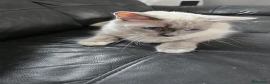 Ragdoll 2