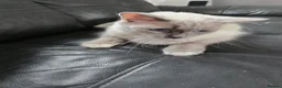 Ragdoll cats for sale: pedigree Ragdoll  - Advert 26