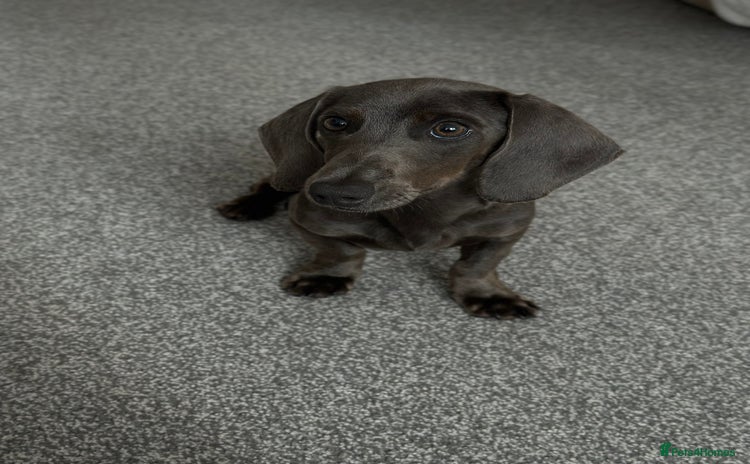 Miniature Dachshund dogs - Advert 8
