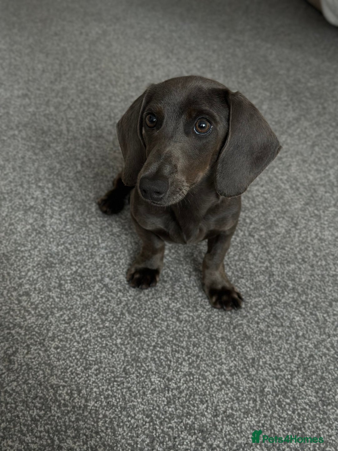 Miniature Dachshund dogs for sale: Blue Minanture dachshund  - Image 1