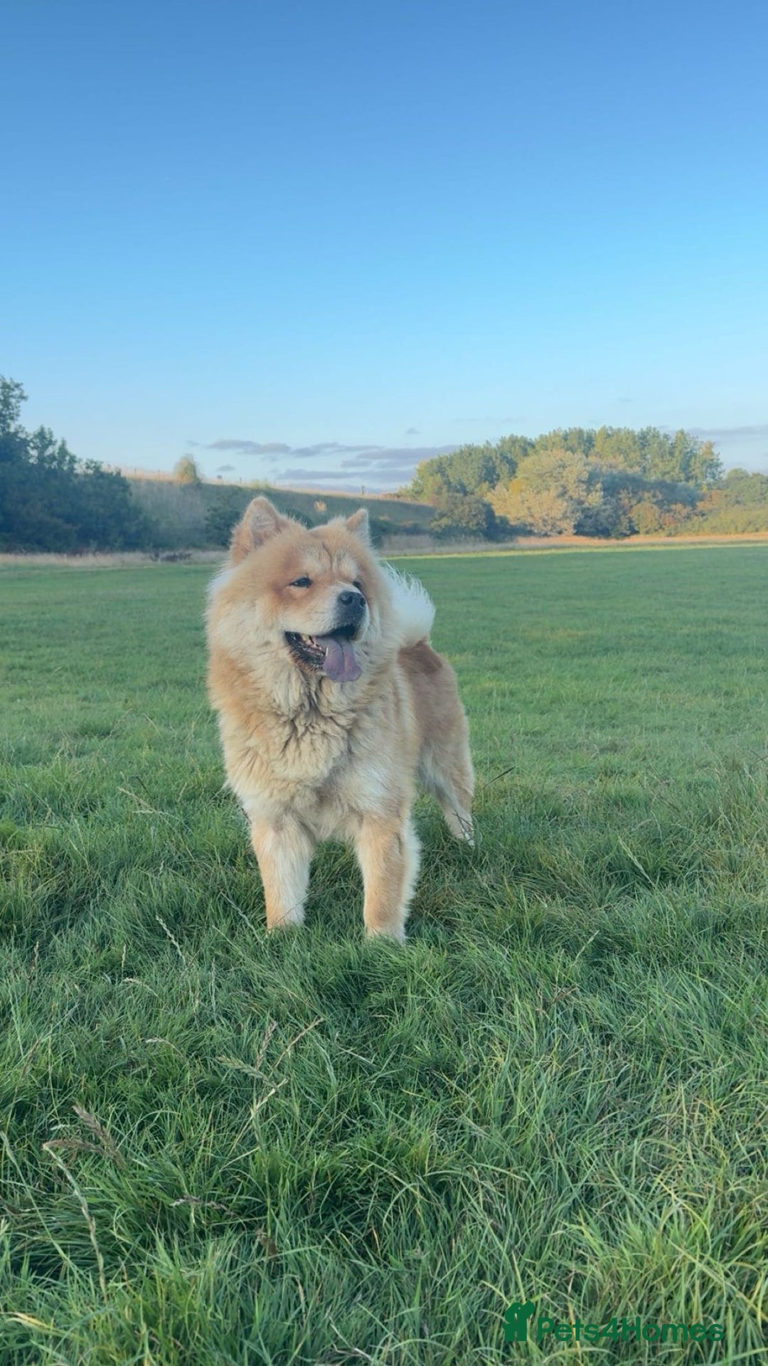 Chow Chow dogs for sale: 5 beautiful Chowchow puppies  - Advert 9