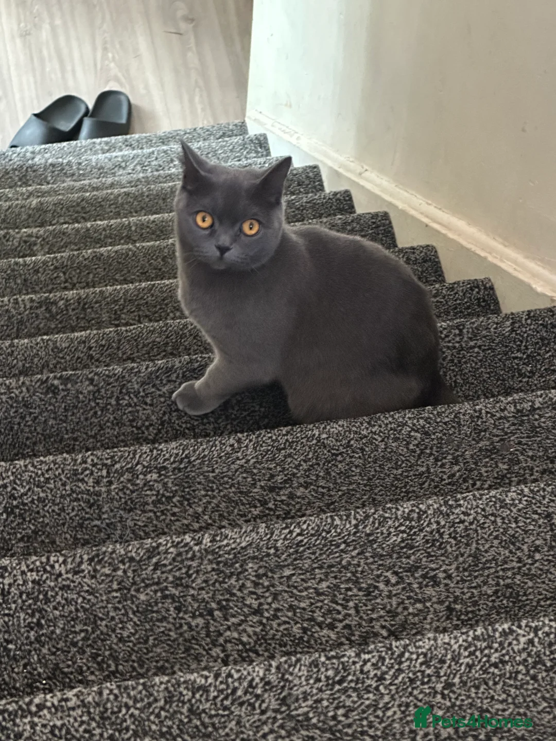 British Shorthair cats for sale: British shorthair  in Bolton - Advert 6