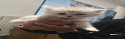 Ragdoll cats for sale: Ragdoll x persian kittens  - Advert 13