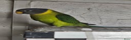 Parakeets birds for sale: 2 x parakeets unsexed - Advert 3