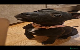 Staffordshire Bull Terrier dogs for sale: Female Staffy Pup 3 months - Image 3