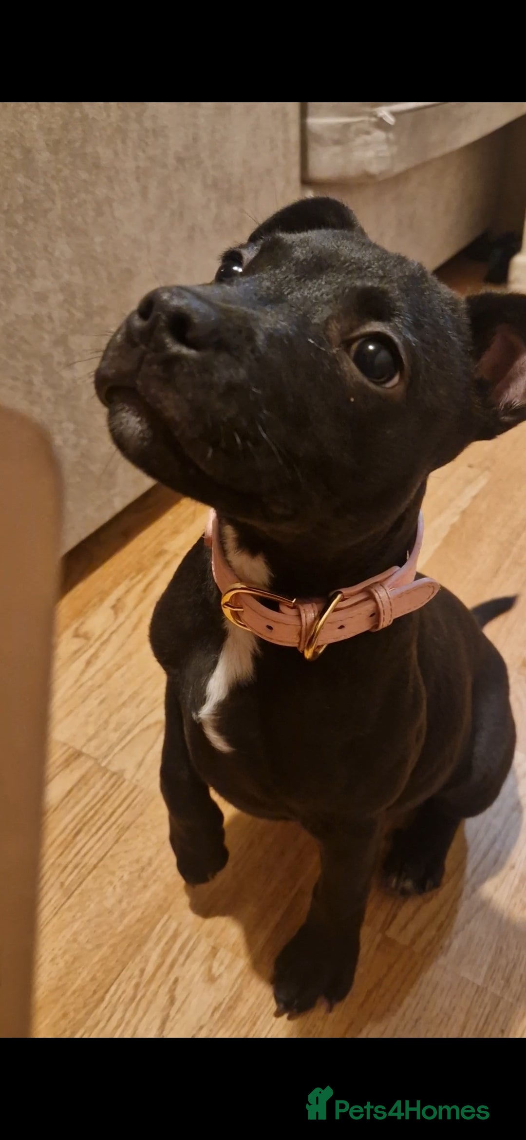 Staffordshire Bull Terrier dogs for sale: Female Staffy Pup 3 months - Image 3