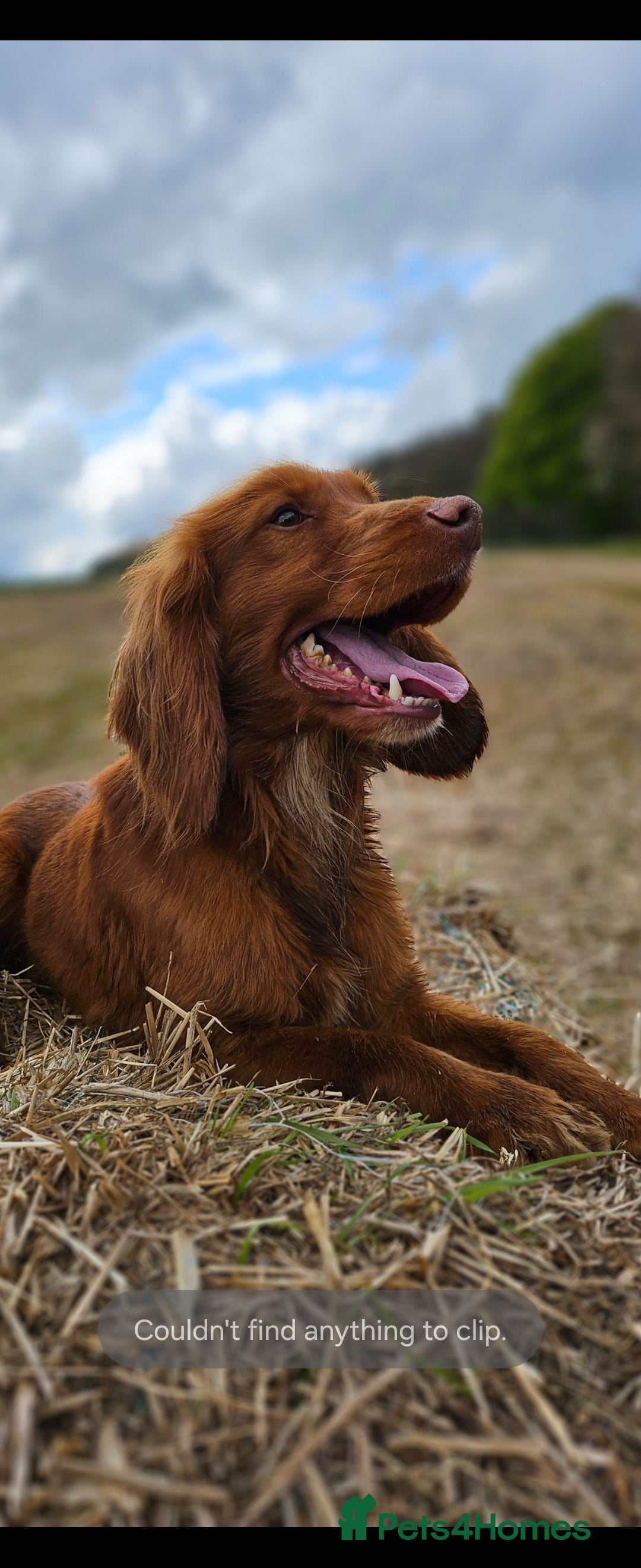 Cocker Spaniel dogs for sale: Health tested working cocker spaniels  - Image 27