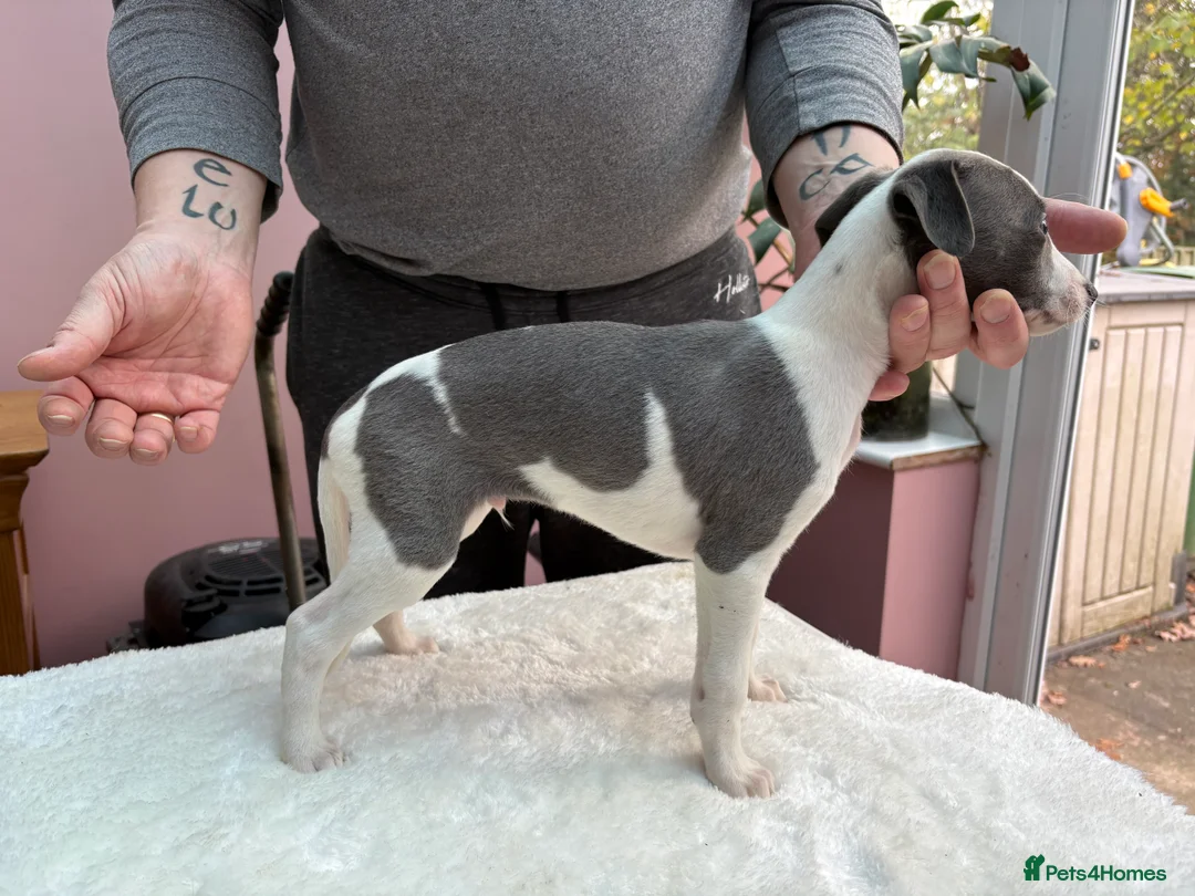 Whippet dogs for sale: 1 Gorgeous KC Reg Whippet Puppy - now reserved - Advert 4
