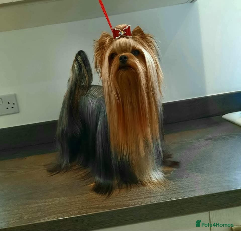 Yorkshire Terrier dogs Top quality female - Advert 1