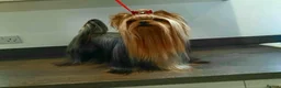 Yorkshire Terrier dogs for sale: Top quality female - Advert 1