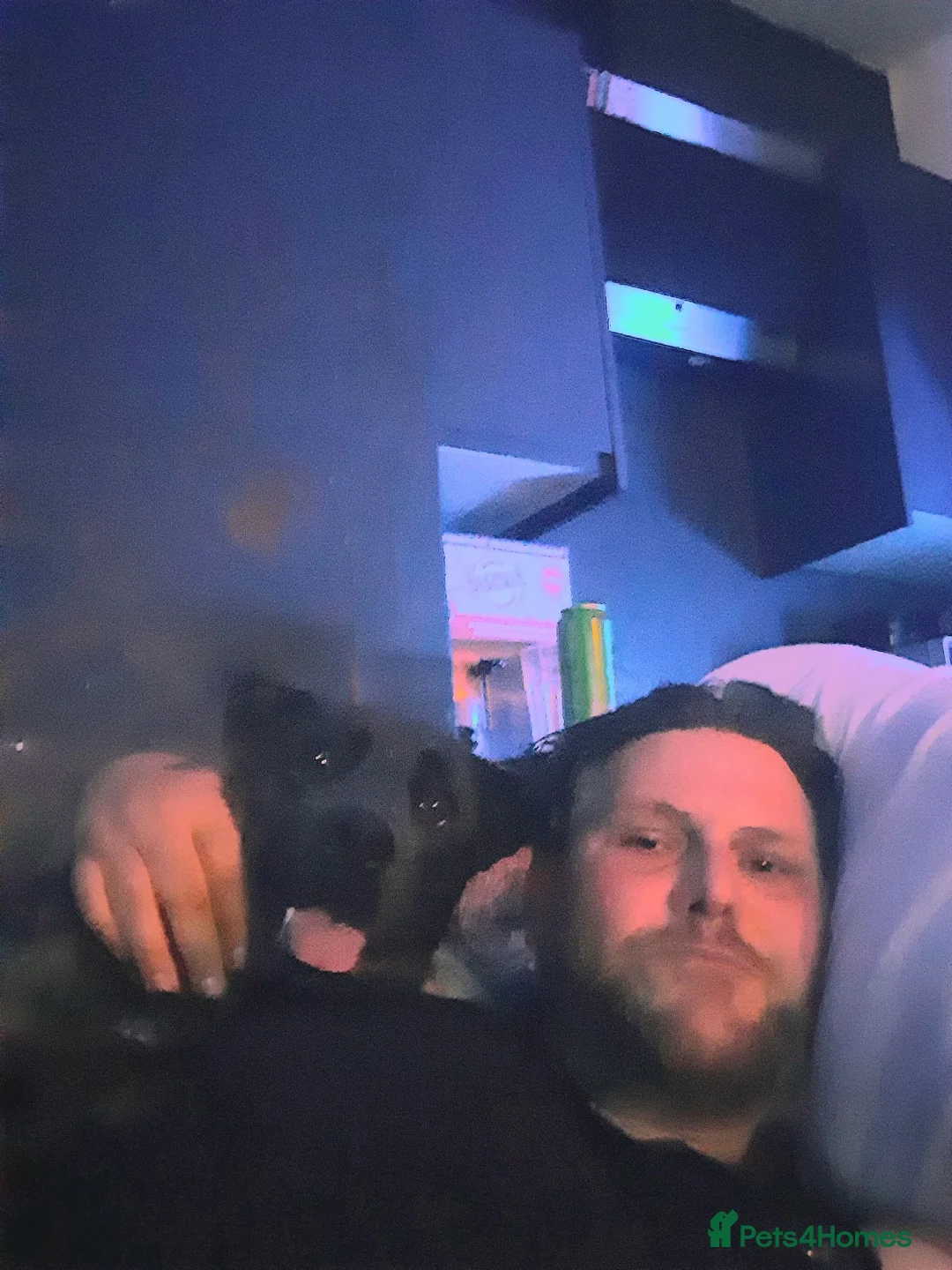 Mixed Breed dogs for sale: I'm homeless in Leicester - Advert 2
