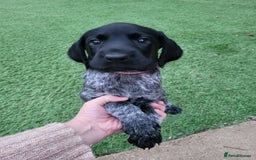 German Wirehaired Pointer dogs for sale: German Wirehaired Pointer puppies! - Image 10