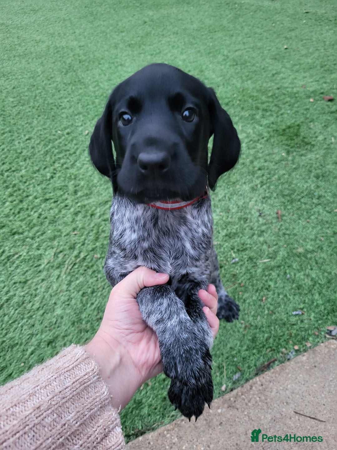German Wirehaired Pointer dogs for sale: German Wirehaired Pointer puppies! - Image 10