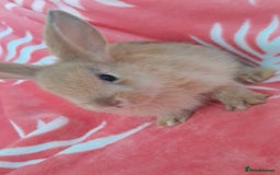 Rex rabbits for sale: Female bunnies  - Image 4
