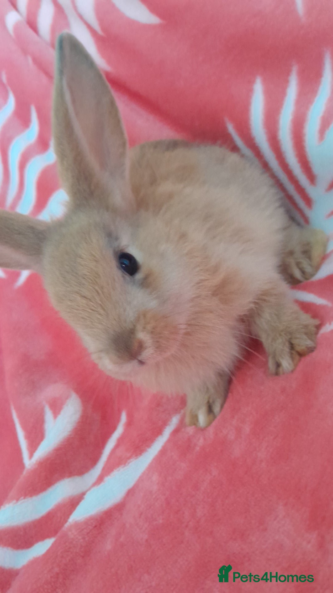 Rex rabbits for sale: Female bunnies  - Image 4